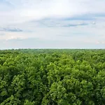 شقة Forest تيميشورا