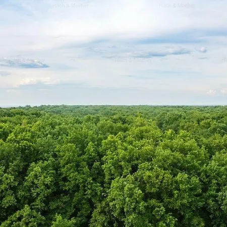 Apartmán Forest Temešvár