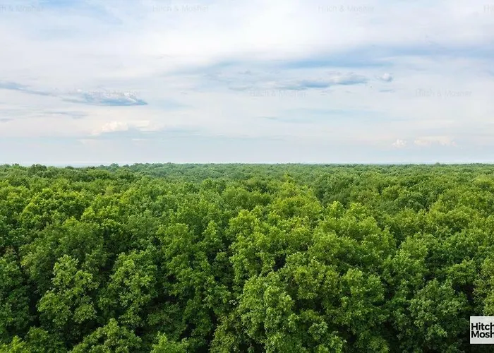 Apartment Forest Timisoara